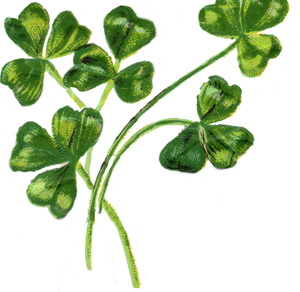 shamrock.jpg