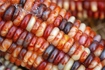 kernels-of-corn-flickr.jpg