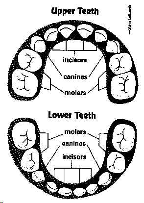 When Do Baby Teeth Come Out Chart