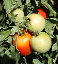 garden fresh tomatoes