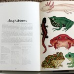 Thumbnail image for *REVIEW* Animalium
